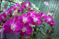 Queen-Southeast-x-DBush-Pansy-Den-2