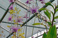 Youppadeewan-Orchidglade-1