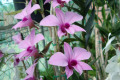 bigibbum-Superbum-Bribie-Special-1