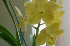 ORCHIDS - Miscellaneous