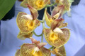 Ctsm.-Catasetum-Orchidglade-York-X-Black-Rook