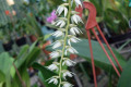 Dendrochilum-glumaccum