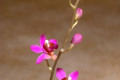 Doritis-Pulcherrima-1