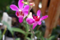 Doritis-Pulcherrima-2