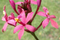 Epi.-ibaguense-pink