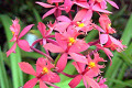 Epi.-ibaquense-pink-var