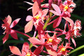 Epi.-obrienianum-in-sunlight