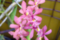 Epidendrum-Crucifix-orchid-pink-3