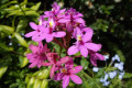 Epidendrum-Crucifix-orchid-purple-var-1