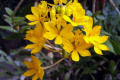 Epidendrum-yellow-1