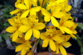 Epidendrum-yellow-2