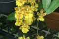 Hwra-Howeara-Mini-Primi-X-Onc-Oncidium-onustum-Mary-Eliza-1