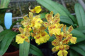 Hwra-Howeara-Mini-Primi-X-Onc-Oncidium-onustum-Mary-Eliza-2