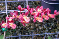 Hwra.-Lava-Burst-Puanani-Onc.-ornithorhyncum-AM-AOS-edited
