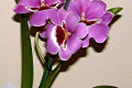 Miltonia-Bealls-Strawberry-Joy