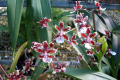 Onc.-Oncidium-Sharry-Baby-Sweet-Fragrance-MER