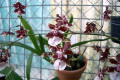 Onc.-Oncidium-Sharry-Baby-Sweet-fragrance-AMAOS