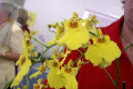 Onc.-Oncidium-Sugar-Baby