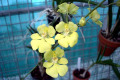 Onc.-Oncidium-onustum
