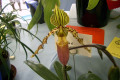 Paph.-Paphiopedilum-Jogjae