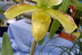 Paph.-Paphiopedilum-Steve-Waters