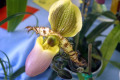 Paph.-Paphiopedilum-chamberlainum