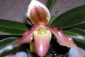 Paphiopedilum-Slipper-Orchid