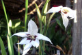 Peacock-Orchid