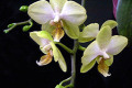 Phal.-J-stuartiana-LarkinValleyxTaipeiGoldTD