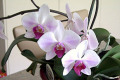 Phal.-K2-close-up