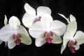 Phal.-M