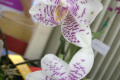 Phal.-Phalaenopsis-Michael-Crocker