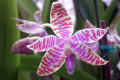 Phal.-leuddemanniana-1