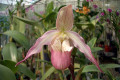 Phrag.-Phragmipedium-Shroderae