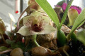 Promenaea-rollinsonii-crawshayana-X-xanthina-Reis-3