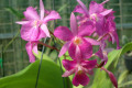 Sanguinea-Bro.-Broughtonia-Mauve