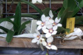 Sarco.-Melba-falcatus-x-hartmannii-1