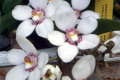 Sarco.-Melba-falcatus-x-hartmannii-3