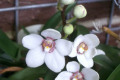 Sarco.-Sarcochilus-Melba-Falcatus-X-hartmannii-2