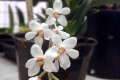 Sarco.-hartmannii-Blossums-1