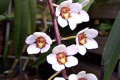 Sarcochilus-Heidi