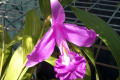 Sobralia-macrantha