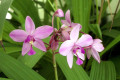 Spothoglottis-Plicata