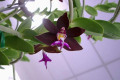 Trgl.-Trichoglottis-brachiata