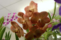 V.-Vanda-Charungraks-X-Thananprai