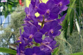 Vasco.-Vascostylis-Blue-Fairy
