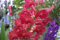 Vasco.-Vascostylis-Pine-Rivers-2