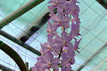 Vasco.-Vascostylis-Pine-Rivers-Lilac