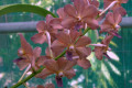Vasco.-Vascostylis-Pine-Rivers