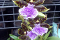 Zygopetallum-Blue-Lake-x-Titanic-3